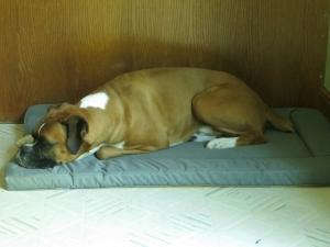Dash the Boxer relaxes on his dog bed